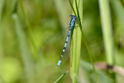 <i>Enallagma cyathigerum</i>