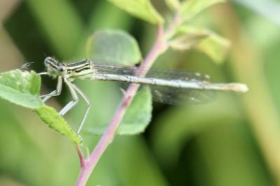 <i>Platycnemis pennipes</i>