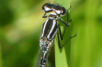 <i>Coenagrion puella</i>