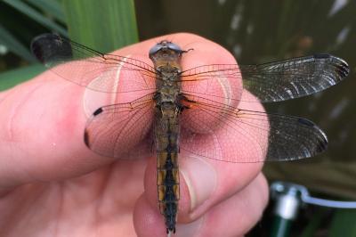 <i>Libellula fulva</i>