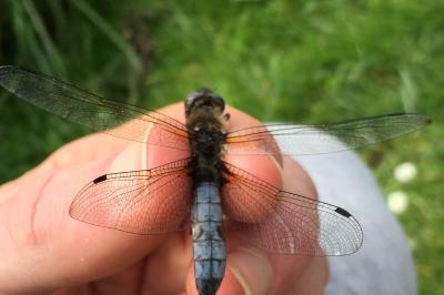 <i>Libellula fulva</i>