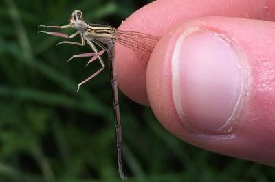 <i>Platycnemis pennipes</i>