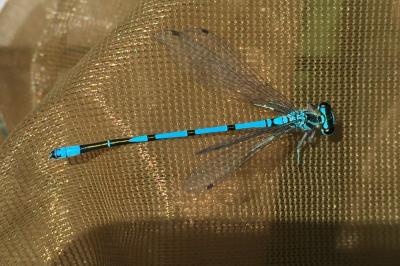 <i>Coenagrion puella</i>
