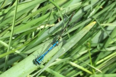<i>Coenagrion puella</i>