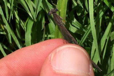 <i>Sympecma fusca</i>