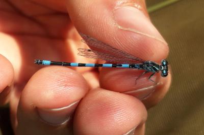 <i>Coenagrion mercuriale</i>