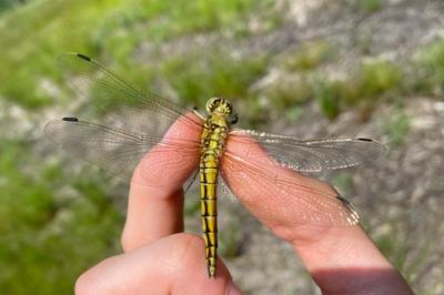 <i>Orthetrum cancellatum</i>