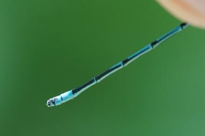 <i>Coenagrion puella</i>