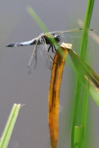 <i>Libellula fulva</i>