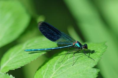 <i>Calopteryx splendens</i>