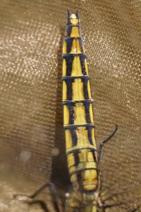<i>Orthetrum cancellatum</i>