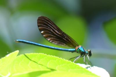 <i>Calopteryx virgo</i>