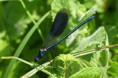 <i>Calopteryx splendens</i>