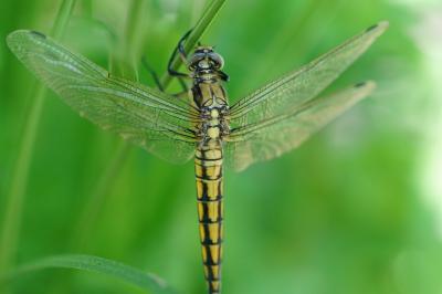 <i>Orthetrum cancellatum</i>