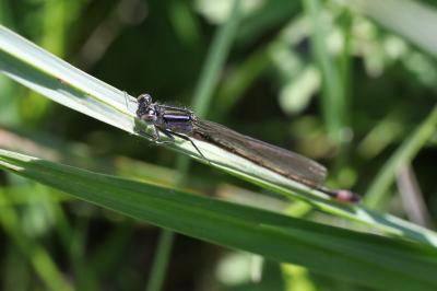 <i>Ischnura elegans</i>