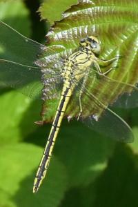 <i>Gomphus pulchellus</i>
