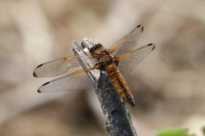 <i>Libellula fulva</i>