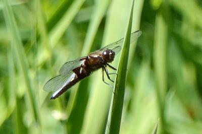 <i>Libellula depressa</i>