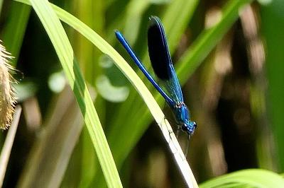 <i>Calopteryx splendens</i>