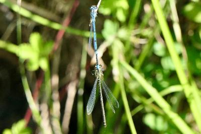 <i>Coenagrion puella</i>