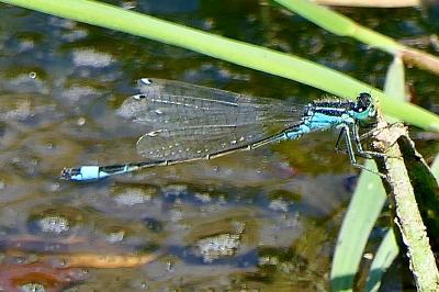 <i>Ischnura elegans</i>