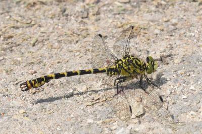 <i>Onychogomphus forcipatus</i>