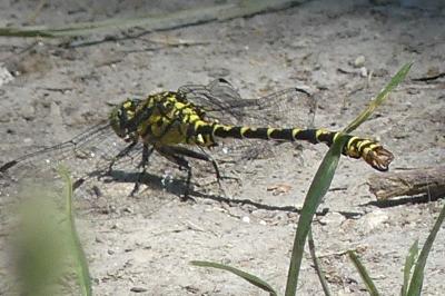 <i>Onychogomphus forcipatus</i>