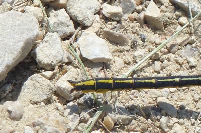 <i>Gomphus pulchellus</i>