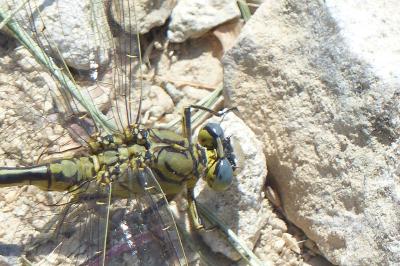 <i>Gomphus pulchellus</i>