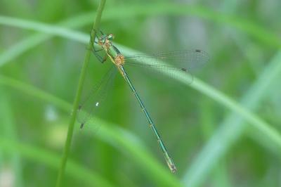 <i>Lestes virens vestalis</i>