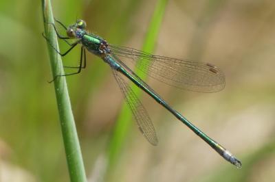 <i>Lestes sponsa</i>