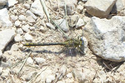 <i>Gomphus pulchellus</i>