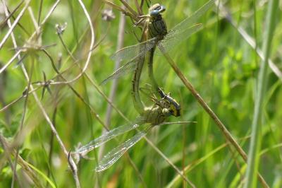 <i>Gomphus pulchellus</i>
