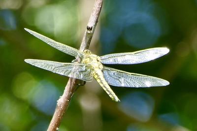 <i>Orthetrum cancellatum</i>