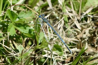 <i>Platycnemis pennipes</i>