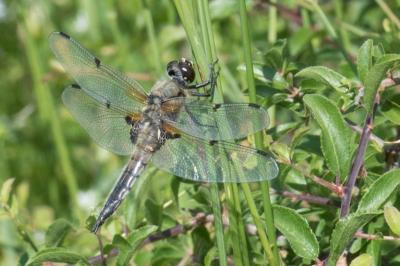 <i>Libellula quadrimaculata</i>