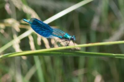 <i>Calopteryx splendens</i>