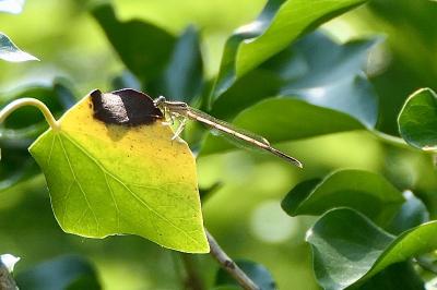 <i>Platycnemis pennipes</i>