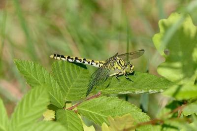 <i>Onychogomphus forcipatus</i>