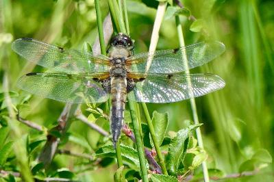 <i>Libellula quadrimaculata</i>