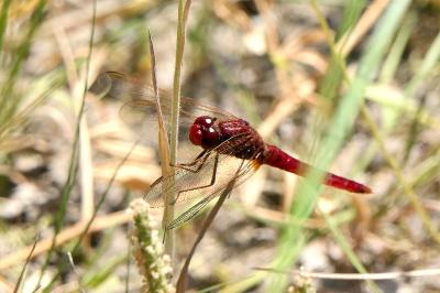<i>Crocothemis erythraea</i>