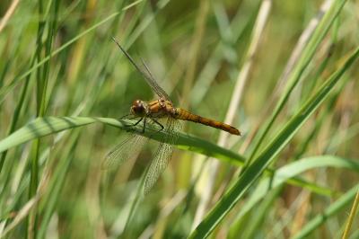 <i>Sympetrum sanguineum</i>