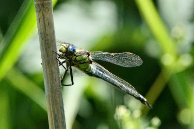 <i>Brachytron pratense</i>