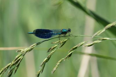 <i>Calopteryx splendens</i>