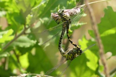 <i>Onychogomphus forcipatus</i>