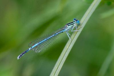 <i>Platycnemis pennipes</i>