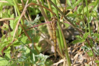 <i>Orthetrum coerulescens</i>