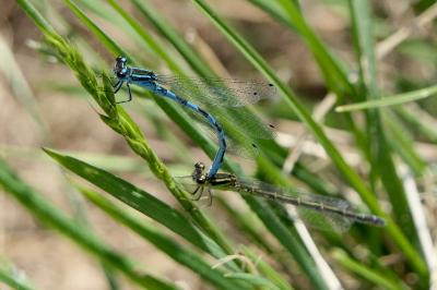 <i>Coenagrion mercuriale</i>