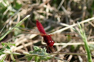 <i>Crocothemis erythraea</i>