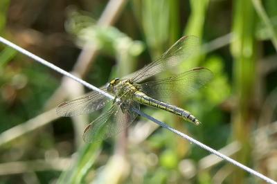 <i>Gomphus pulchellus</i>